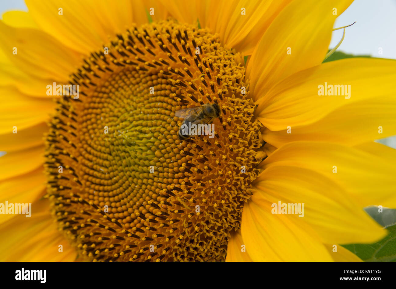 Bee pollinated sunflower Stock Photo Alamy