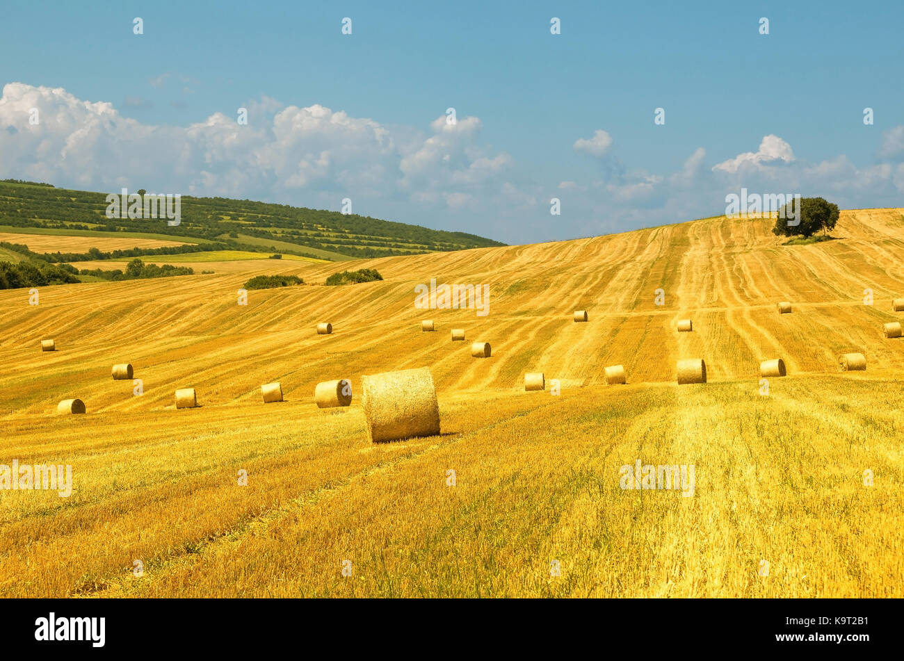 Bales of straw. Levels after the harvest Stock Photo Alamy