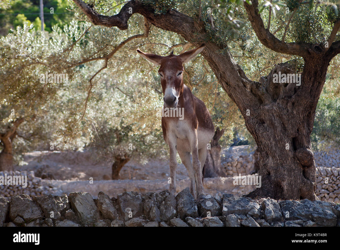 Donkey under an olive tree in Majorca, Spain Stock Photo Alamy