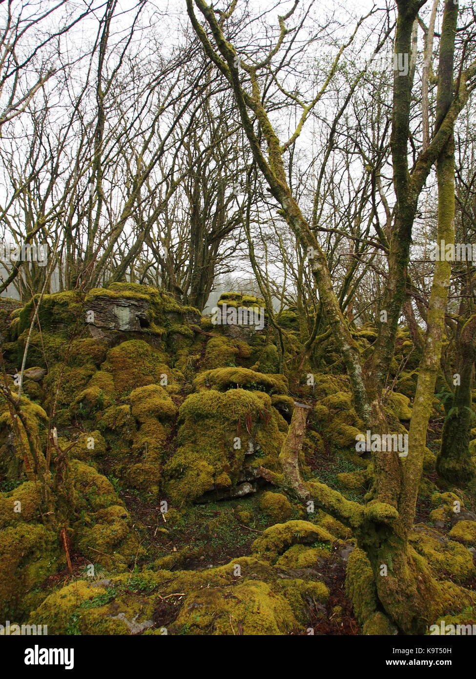 Carpet Moss In The Deciduous Forest