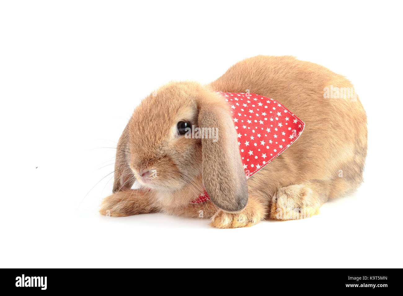 Cute rabbit isolated on a white background Stock Photo - Alamy
