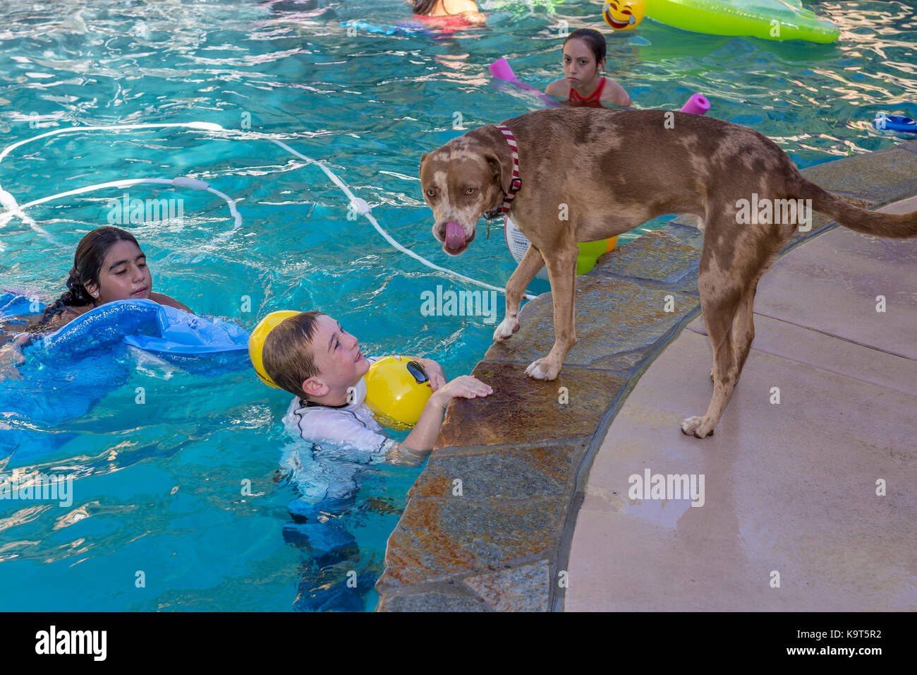 mix-breed Catahoula Leopard licking nose, boy, girls, children, playing in freshwater swimming pool, Castro Valley, California, United States Stock Photo