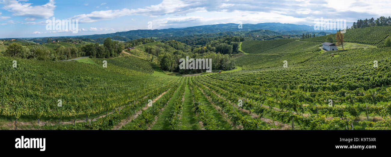 Vineyard along the south Styrian vine route in Austria, Europe Stock Photo