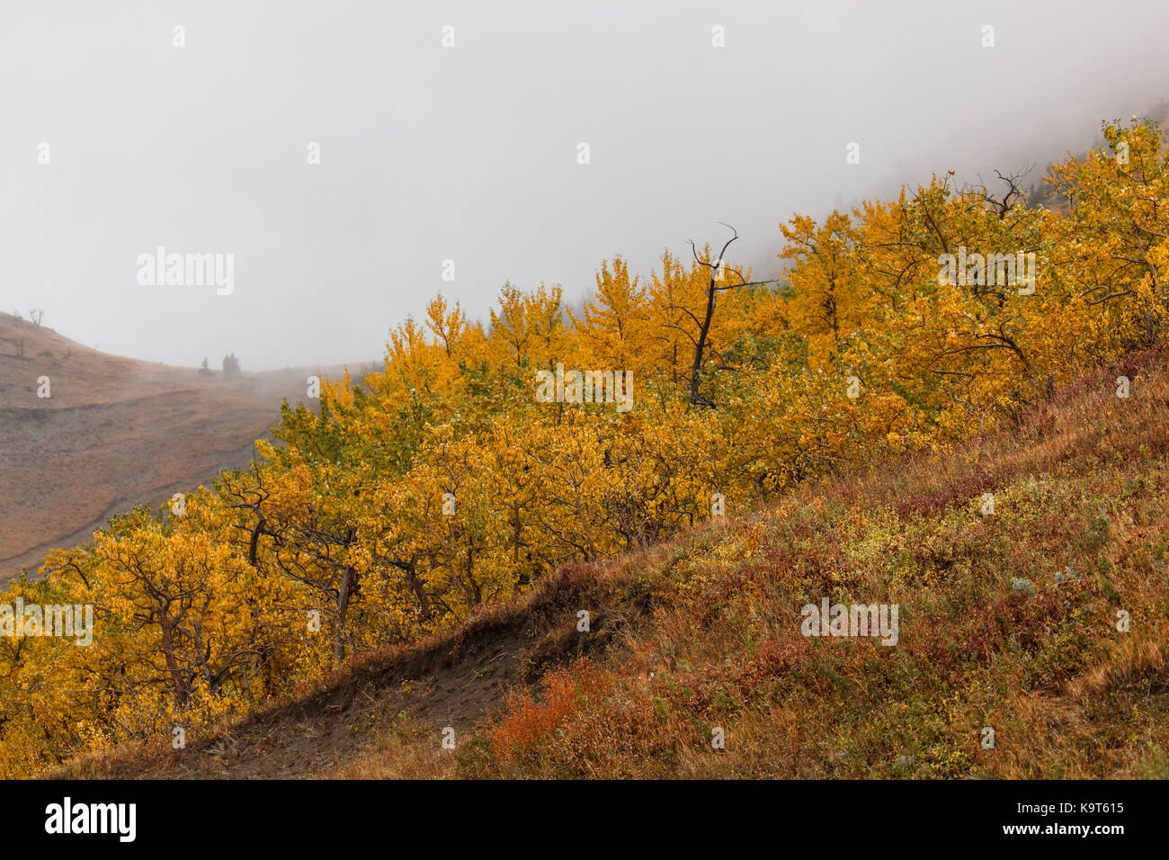 Trees and brush in various shades of gold and green growing up a hillside with seasonal fog creeping in the background. Stock Photo