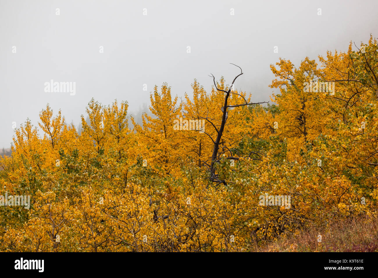 A dark skeleton of a tree stands among fall foliage of gold and green leaves with grey fog creeping up in the background. Stock Photo