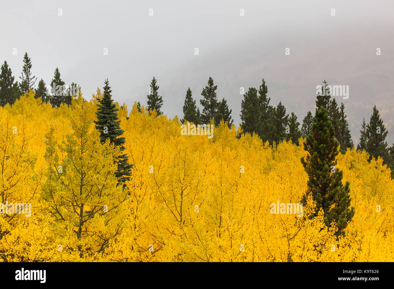 A grove on aspen trees create a sea of yellow which the tops of green conifer trees are peaking through with a background of grey fog. Stock Photo