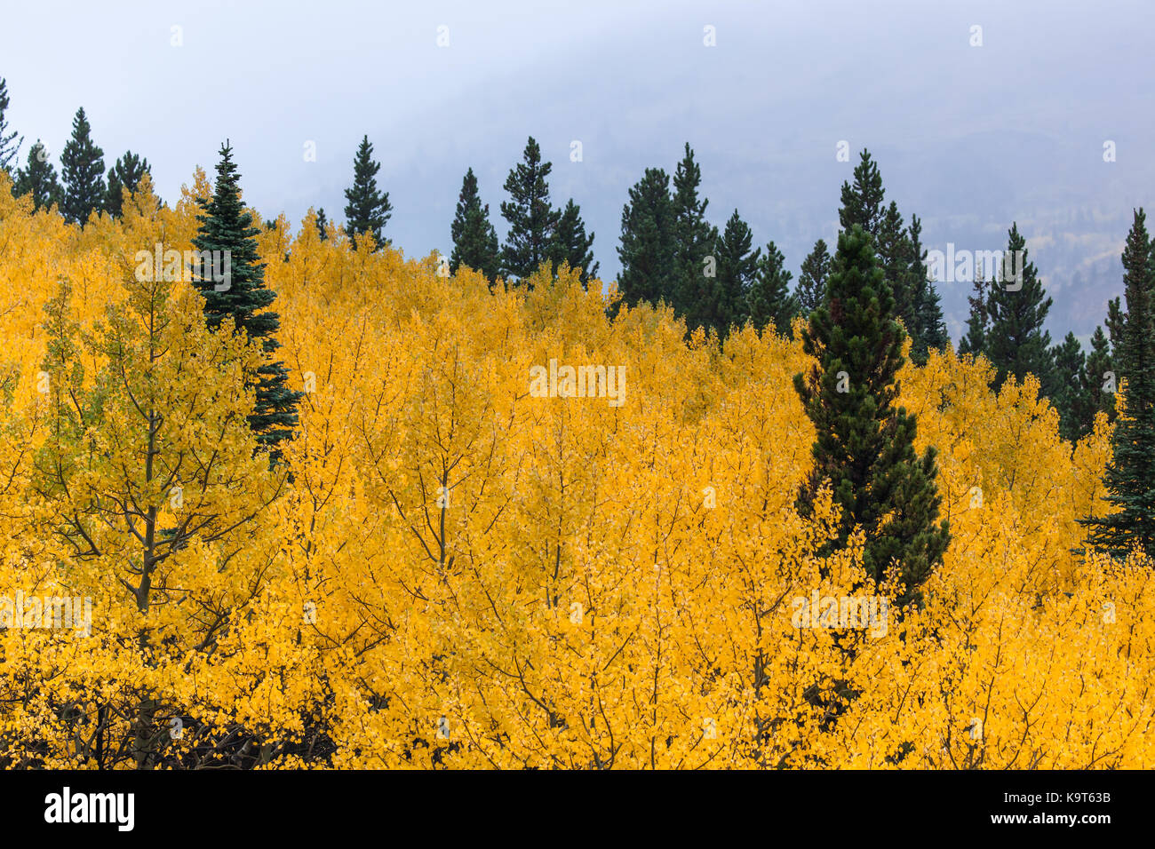 A grove of aspen trees with brilliant golden fall color and a few green conifer trees sprinkled through out with creeping fog in the background. Stock Photo