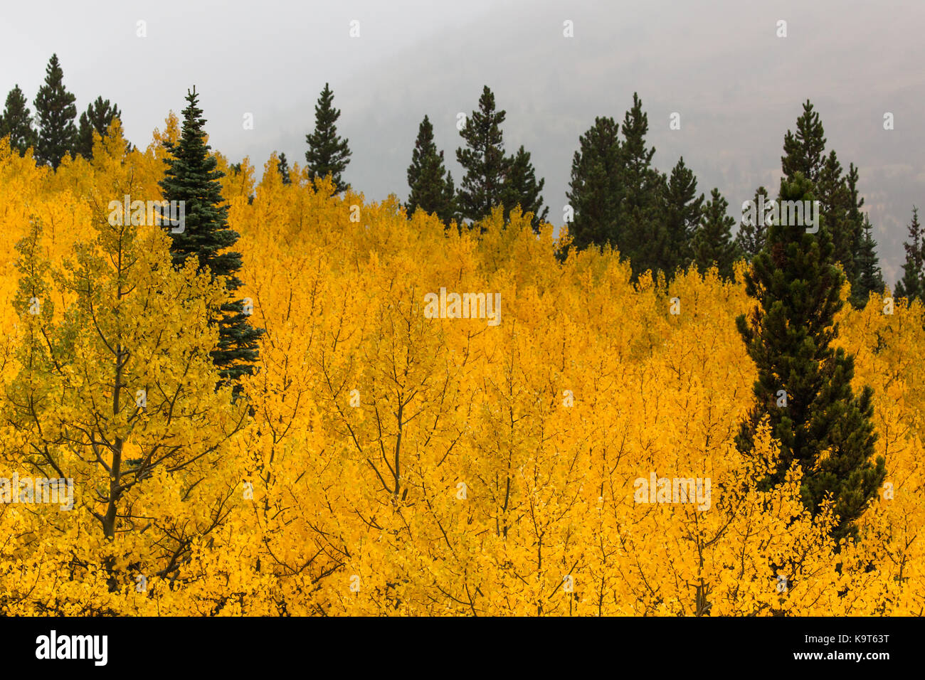 A grove of aspen trees with brilliant golden fall color and a few green conifer trees sprinkled through out with creeping fog in the background. Stock Photo