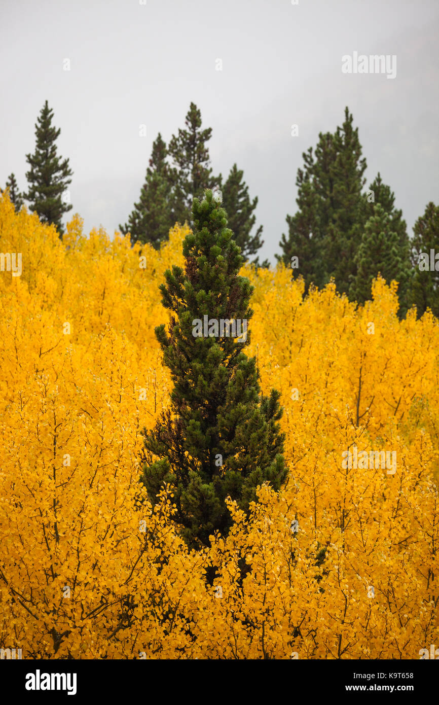 The top of a green conifer tree surrounded by a grove of golden aspen leaves in the Montana countryside with a low fog background. Stock Photo