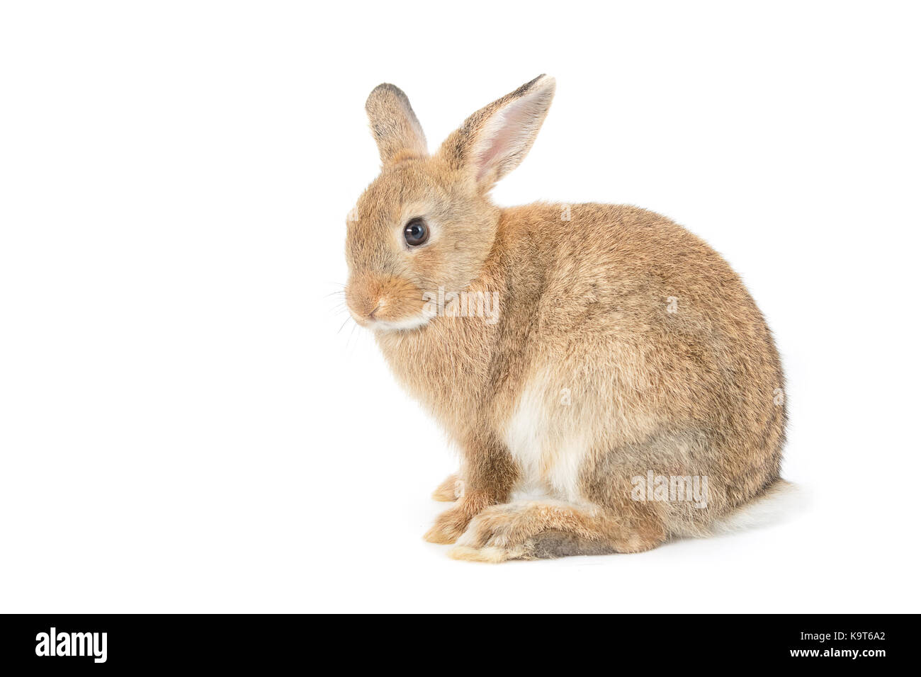 Rabbit isolated on a white background Stock Photo - Alamy