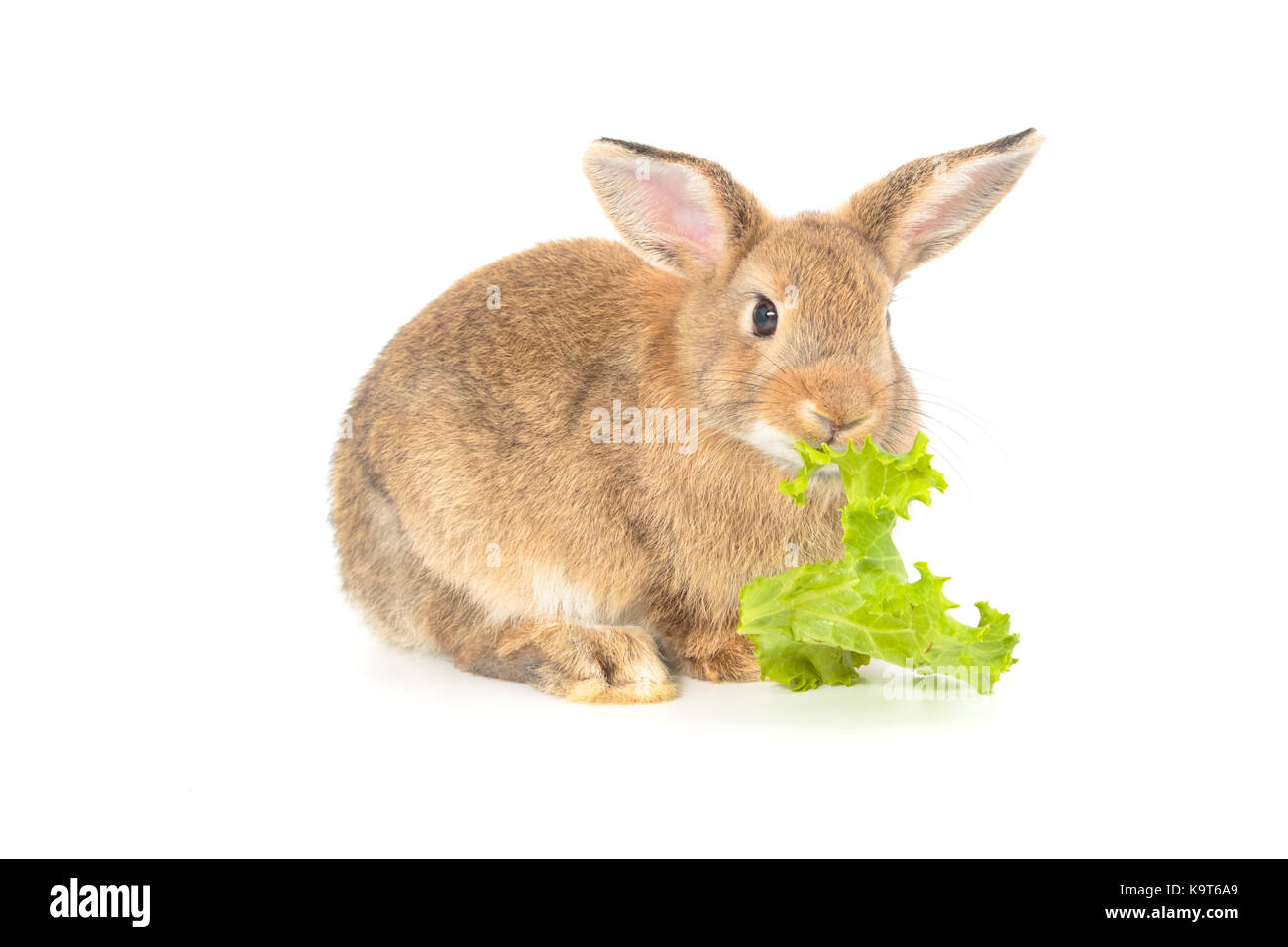 Rabbit isolated on a white background Stock Photo - Alamy