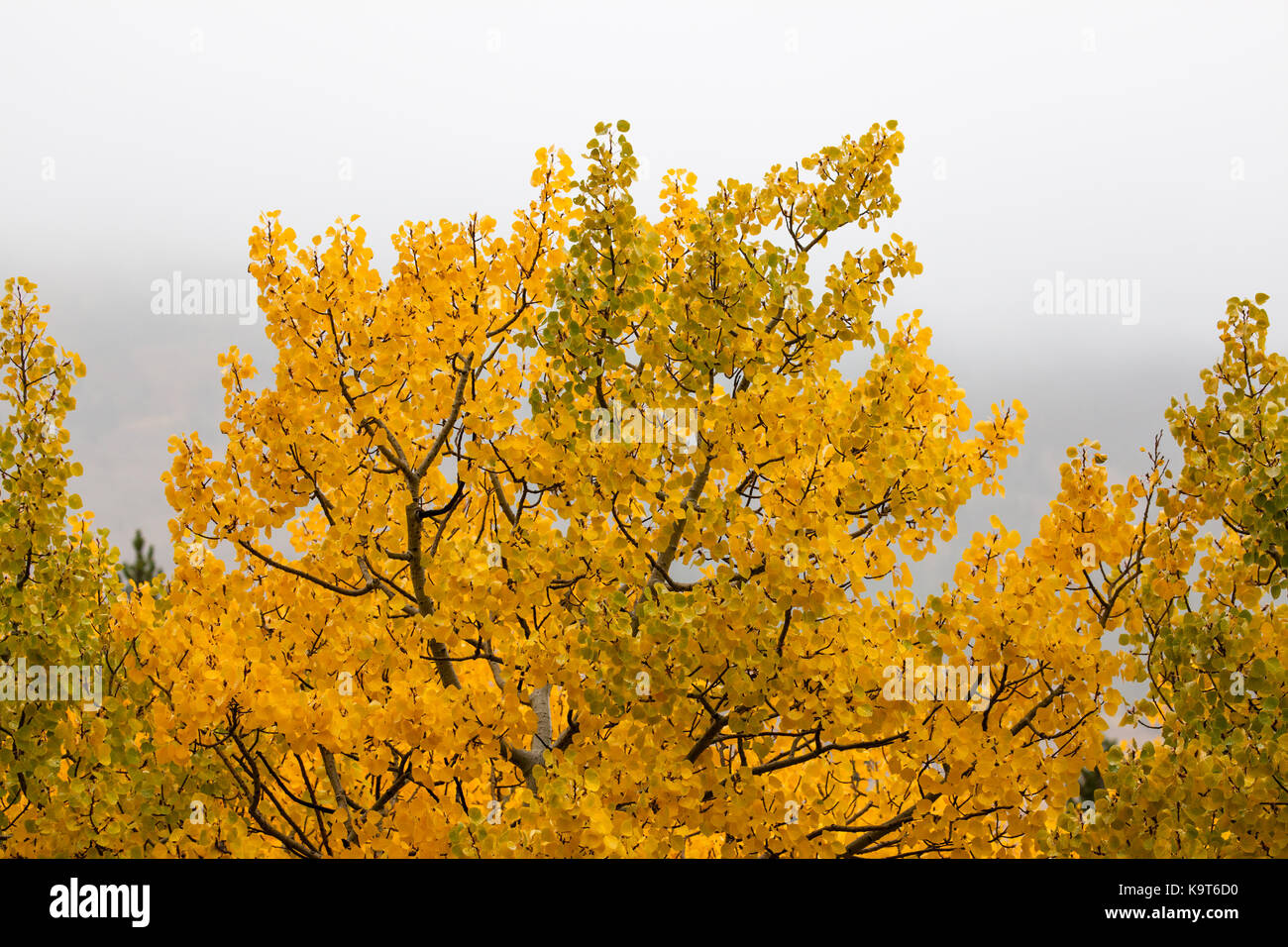 An aspen tree with intricate branches and golden leaves tipped with moisture on a foggy fall day in rural Montana. Stock Photo