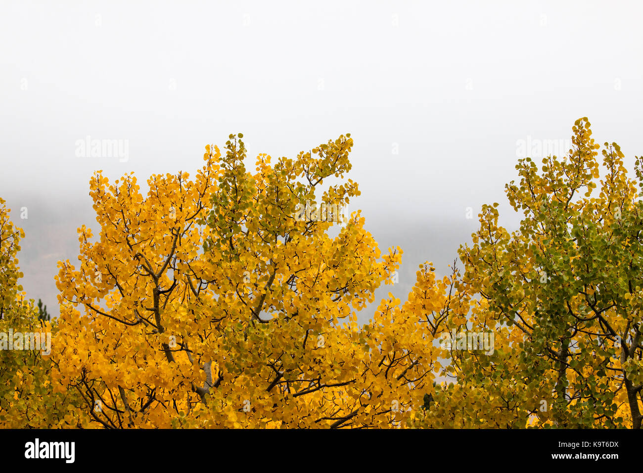 Aspen leaves changing from green to golden in autumn in rural Montana with a foggy background. Stock Photo