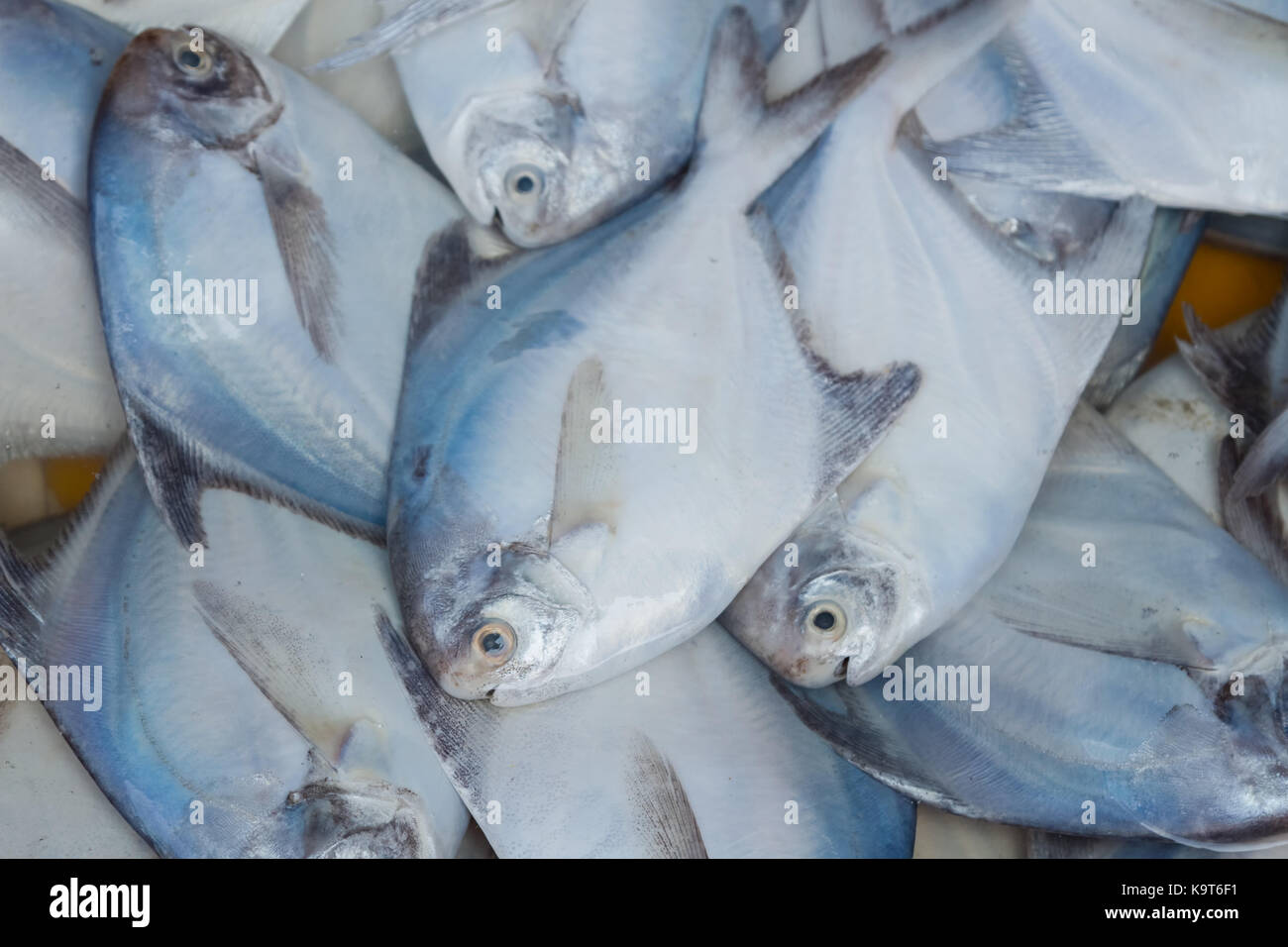 Fresh white pomfret fish in the seafood market Stock Photo Alamy