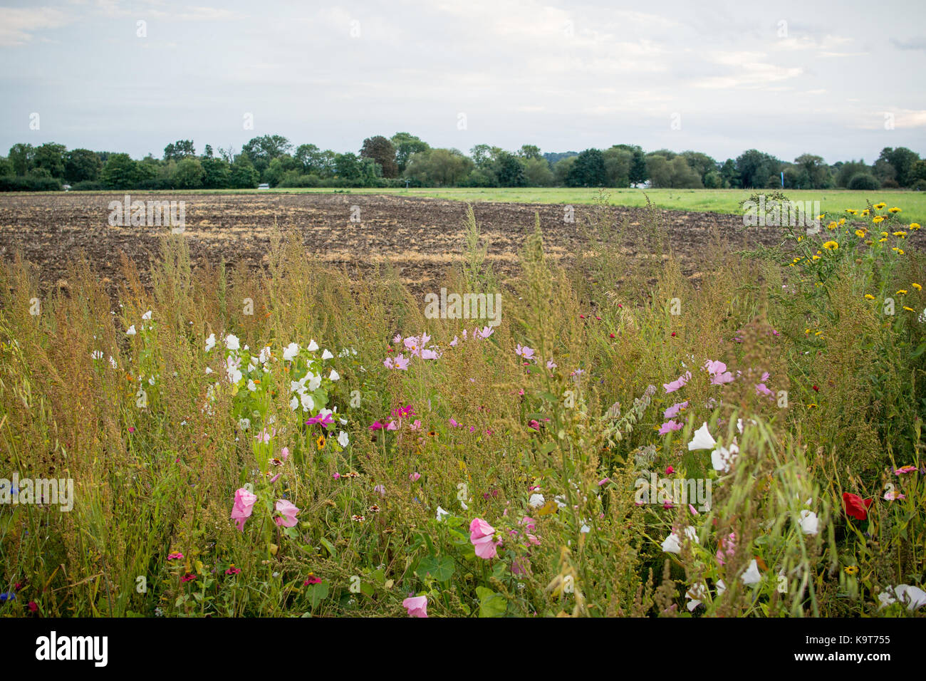 Wildflower field margins between the towns of Eton and Eton Wick, Berkshire, England. Stock Photo