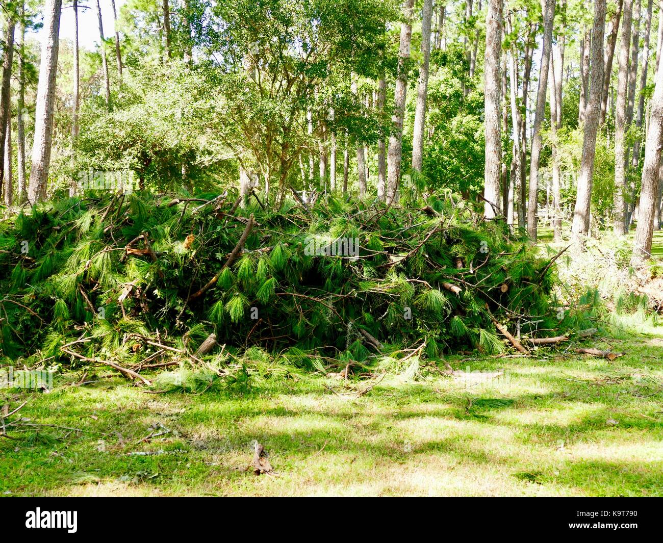Stacked pile of pine tree limbs. Cleanup of city park after storm. Gainesville, Florida, USA. Stock Photo