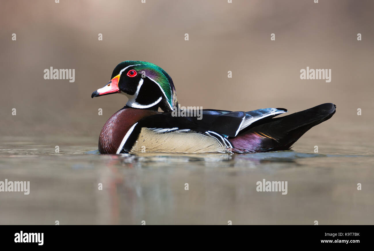A wood duck in Pennsylvania Stock Photo Alamy