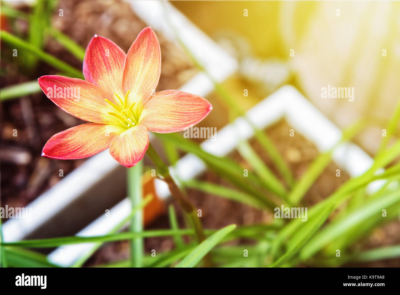Beautiful yellow pollen and pink flower with sunlight of Zephyranthes Rosea in the white pot Stock Photo