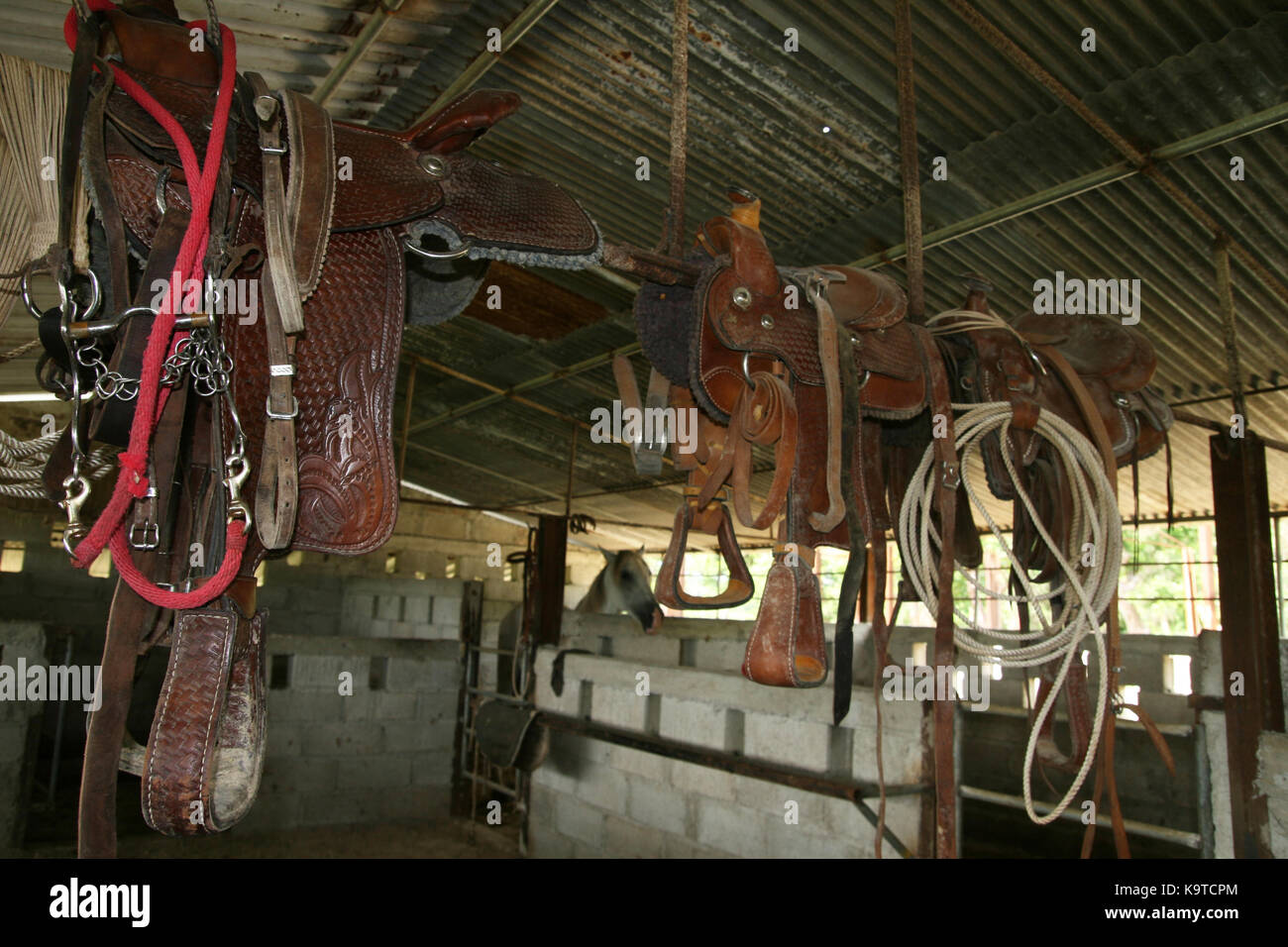 Riding Gear And Saddles Hanging In Barn In Central Cuba Stock