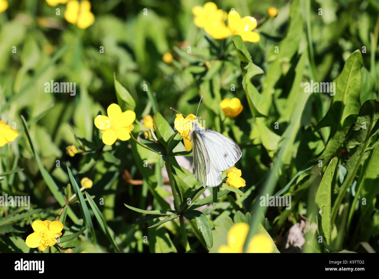 wild spring flower in a field Stock Photo - Alamy