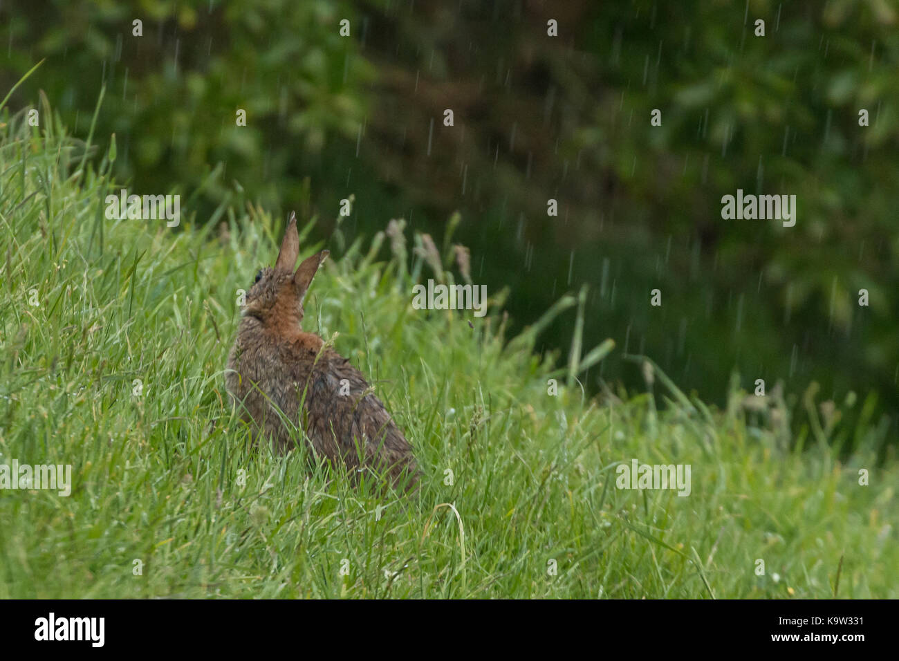 A single brown wild rabbit sitting in a grassy field in the rain near Dunedin, New Zealand. Stock Photo
