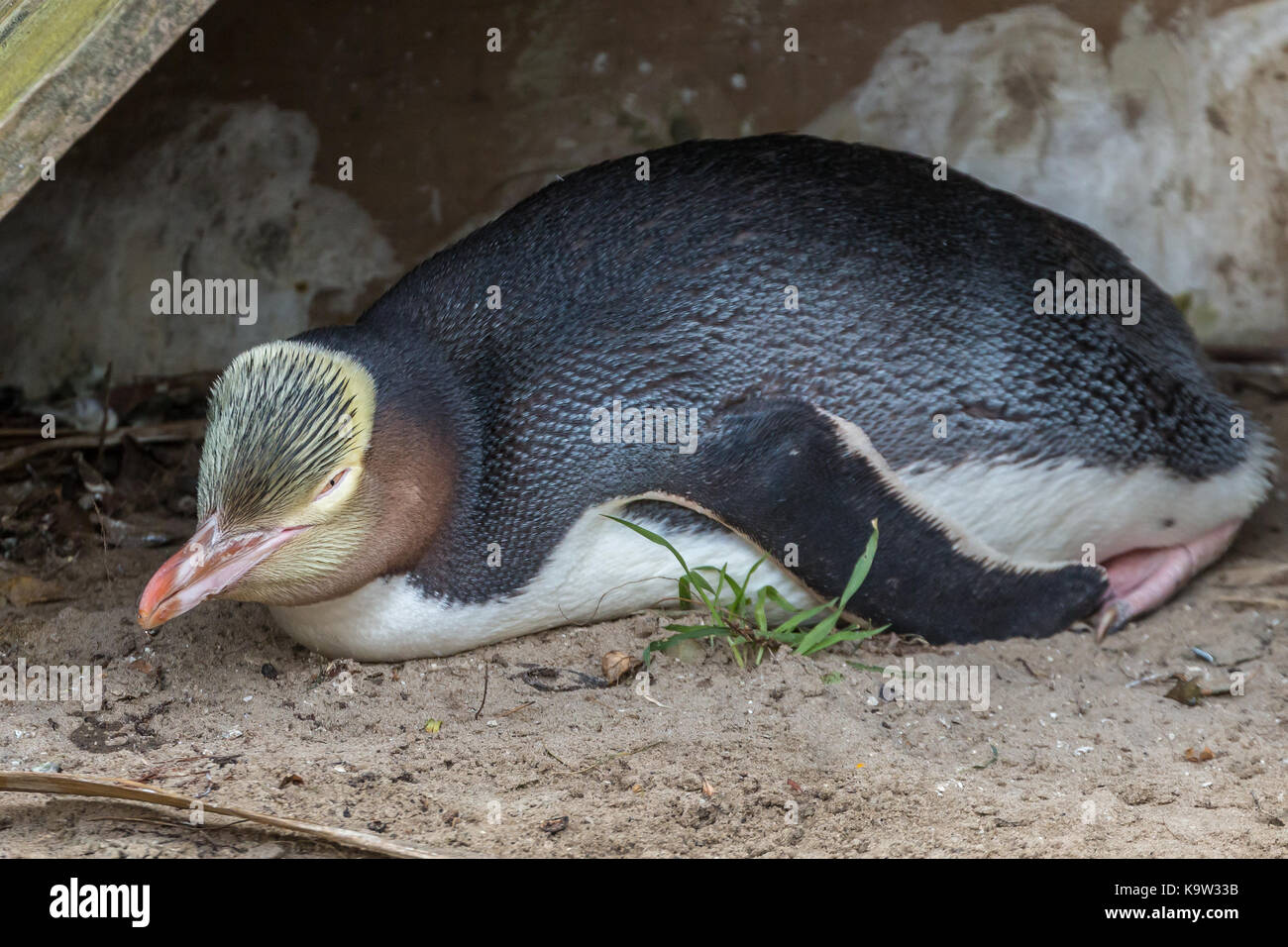 Endangered Yellow eyed penguin (Megadyptes antipodes) or hoiho resting in a shelter at a sanctuary near Dunedin, on New Zealand's South Island. Stock Photo