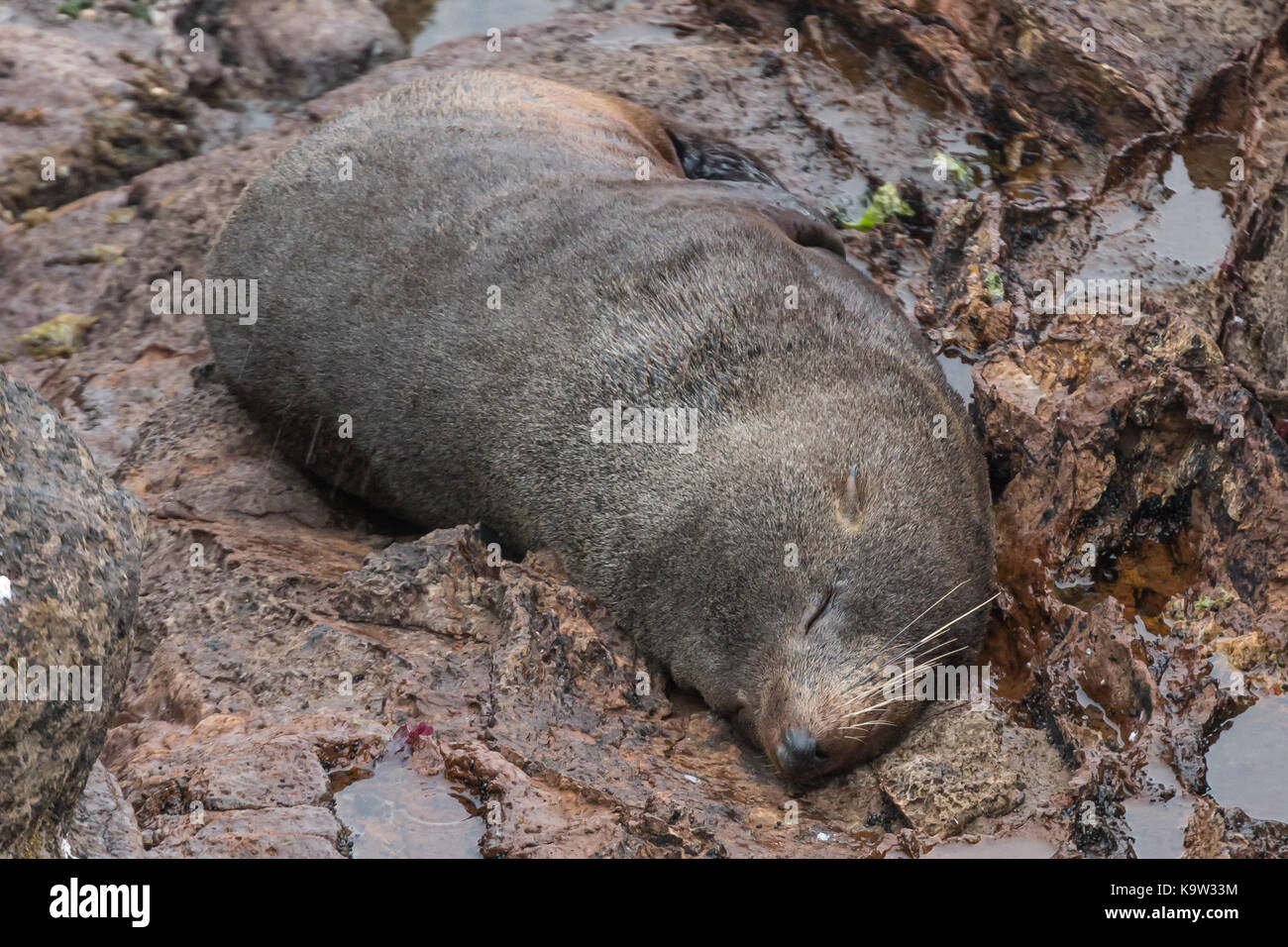 New Zealand fur seal (Arctocephalus forsteri) at a colony in Cape Foulwind, South Island Stock Photo