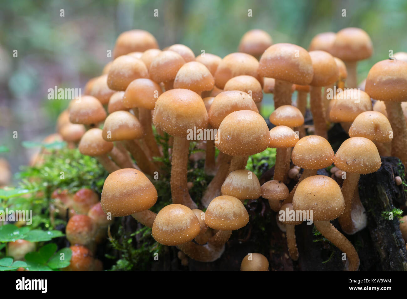 cluster of sulphur tuft (Hypholoma fasciculare ) on tree stump Stock Photo