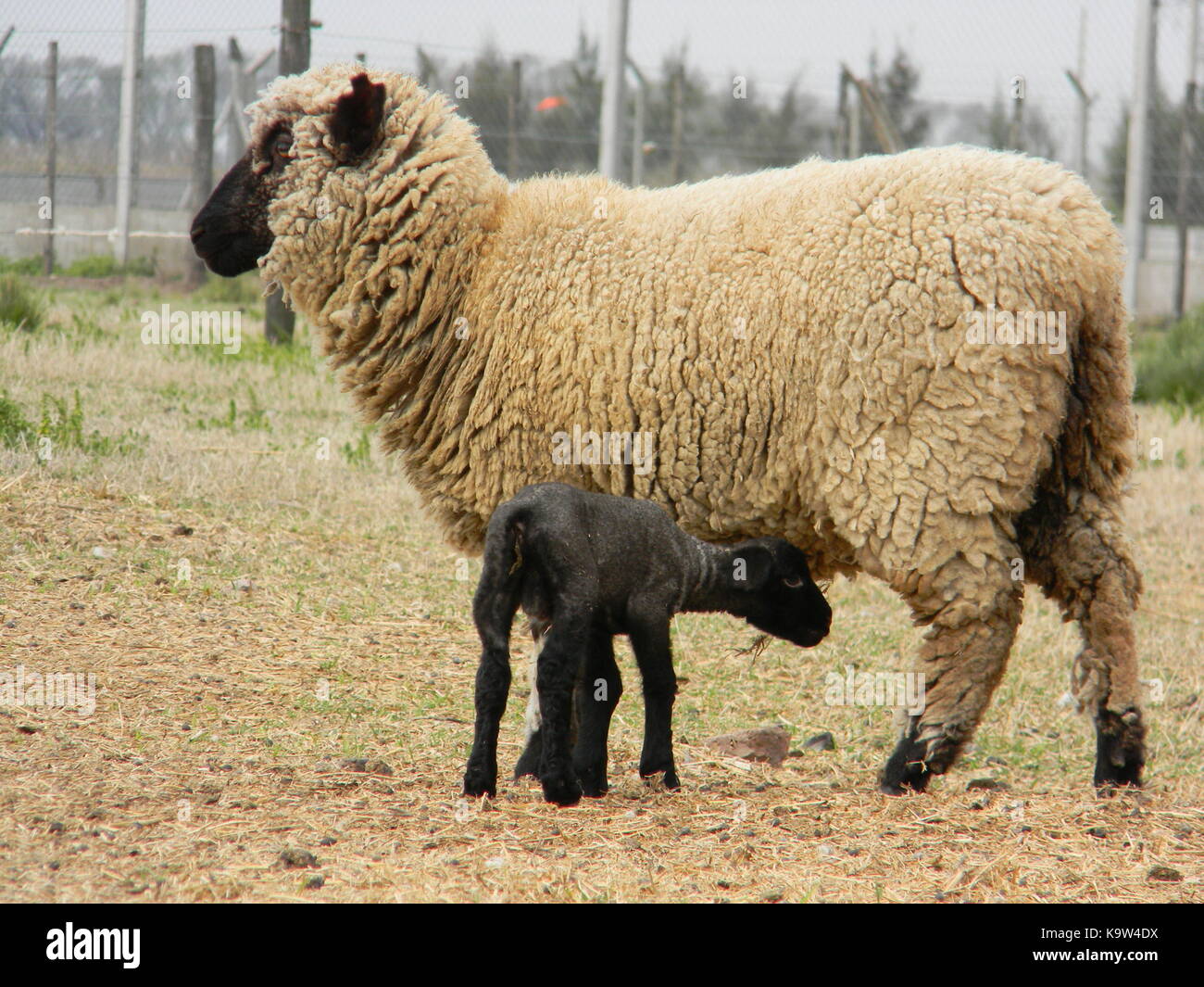 sheep farm in pampas argentina, province of santa fe Stock Photo - Alamy sheep farm in pampas argentina, province of santa fe Stock Photo - Alamy