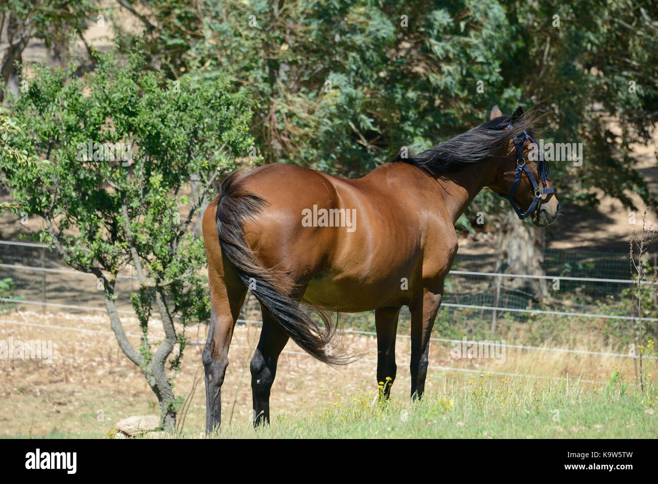 Anglo Arabian Sardinian Horse High Resolution Stock Photography and