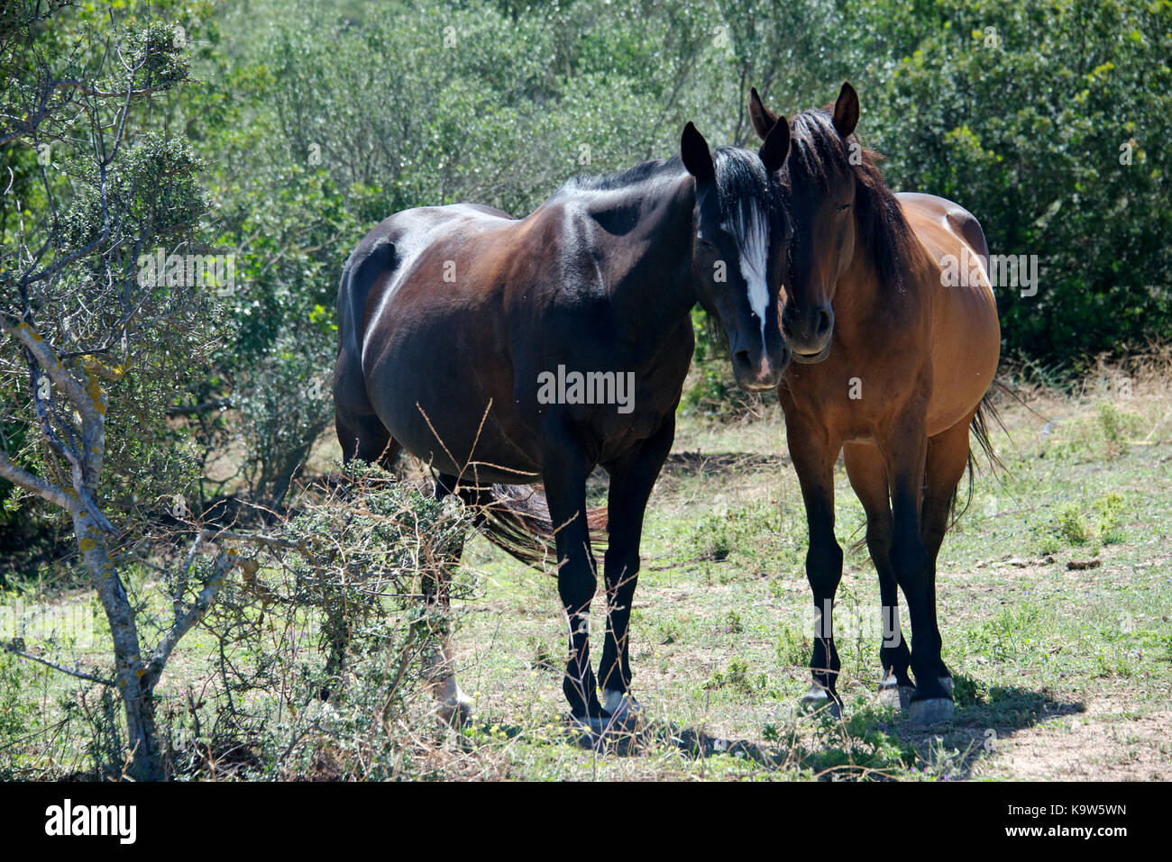Anglo Arabian Sardinian Horses High Resolution Stock Photography and