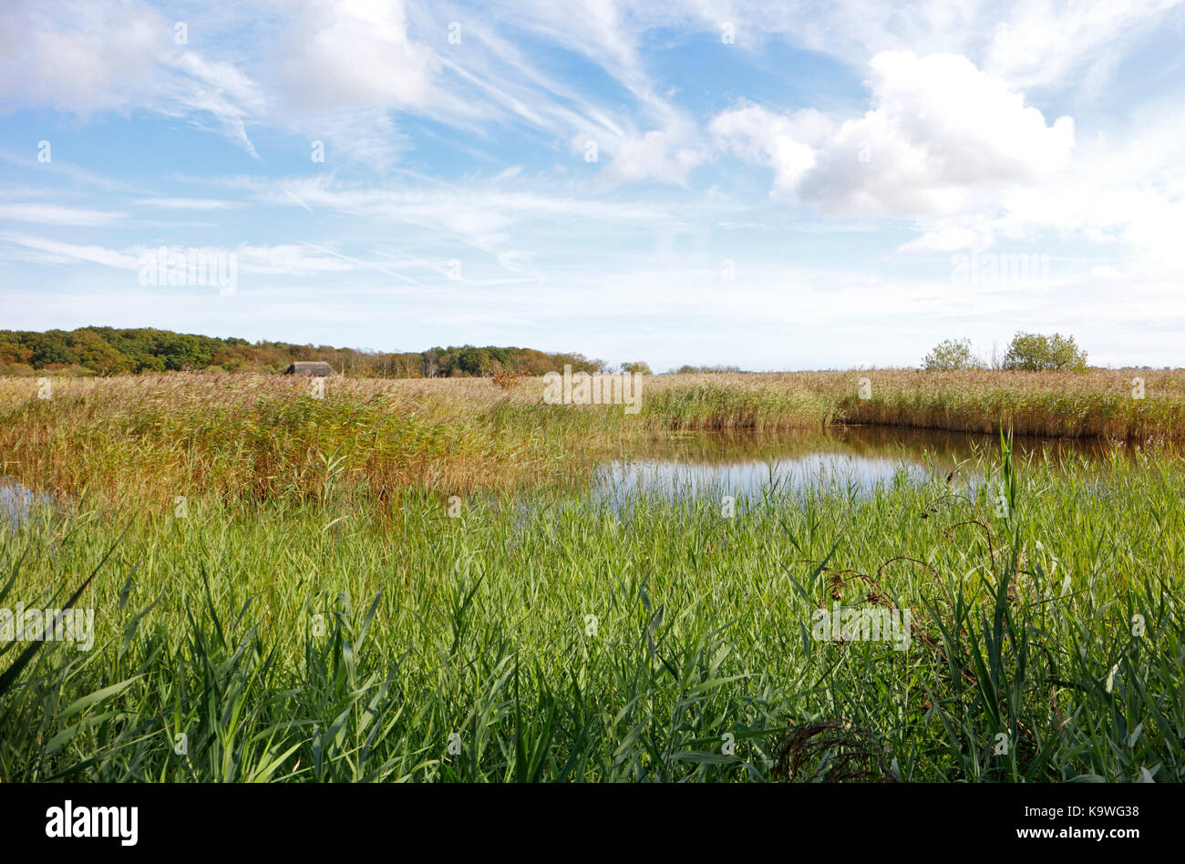 A view over extensive reed beds and open water from a hide on the