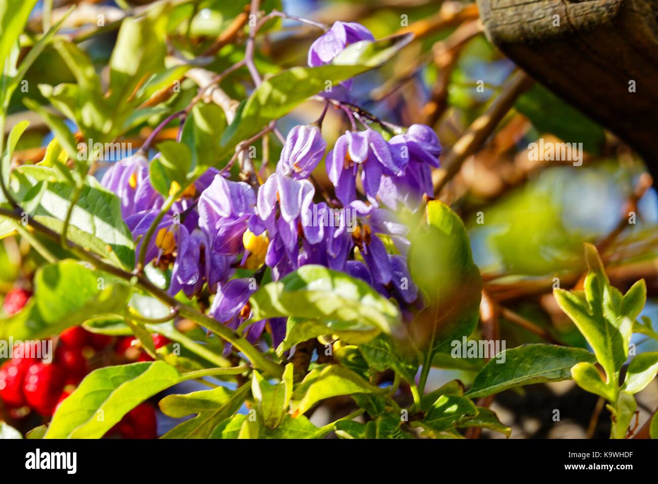 potato vine flower Stock Photo Alamy