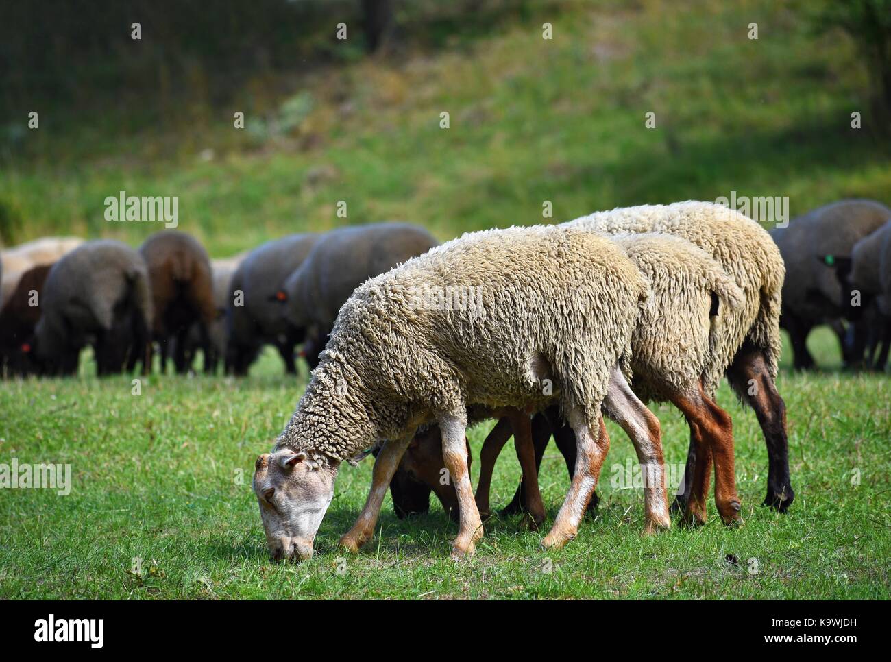 Herd of sheep on grazing Stock Photo - Alamy