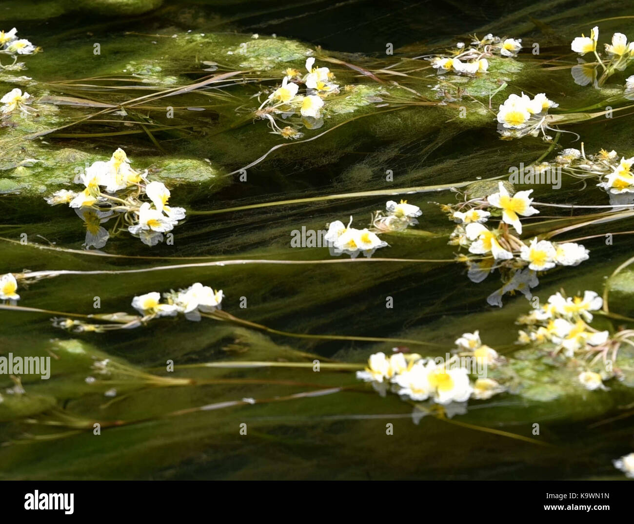 Beijing, China. 20th Sep, 2017. Photo taken on Sept. 20, 2017 shows the blooming ottelia acuminata on Chengjiang River in Du'an Yao Autonomous County, south China's Guangxi Zhuang Autonomous Region. Ottelia acuminata is an aquatic species endemic to China. Credit: Gao Dongfeng/Xinhua/Alamy Live News Stock Photo