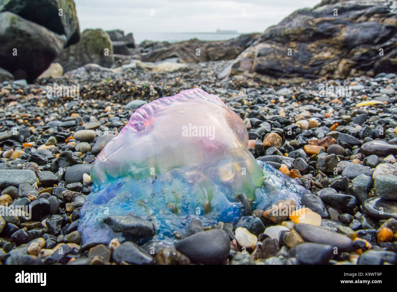 Mousehole, Cornwall, UK. 24th September 2017. Portuguese man o' war have been washing up in huge numbers on the north coast of Cornwall over the last few weeks, now they are starting to appear on the south coast as well. Credit: Simon Maycock/Alamy Live News Stock Photo