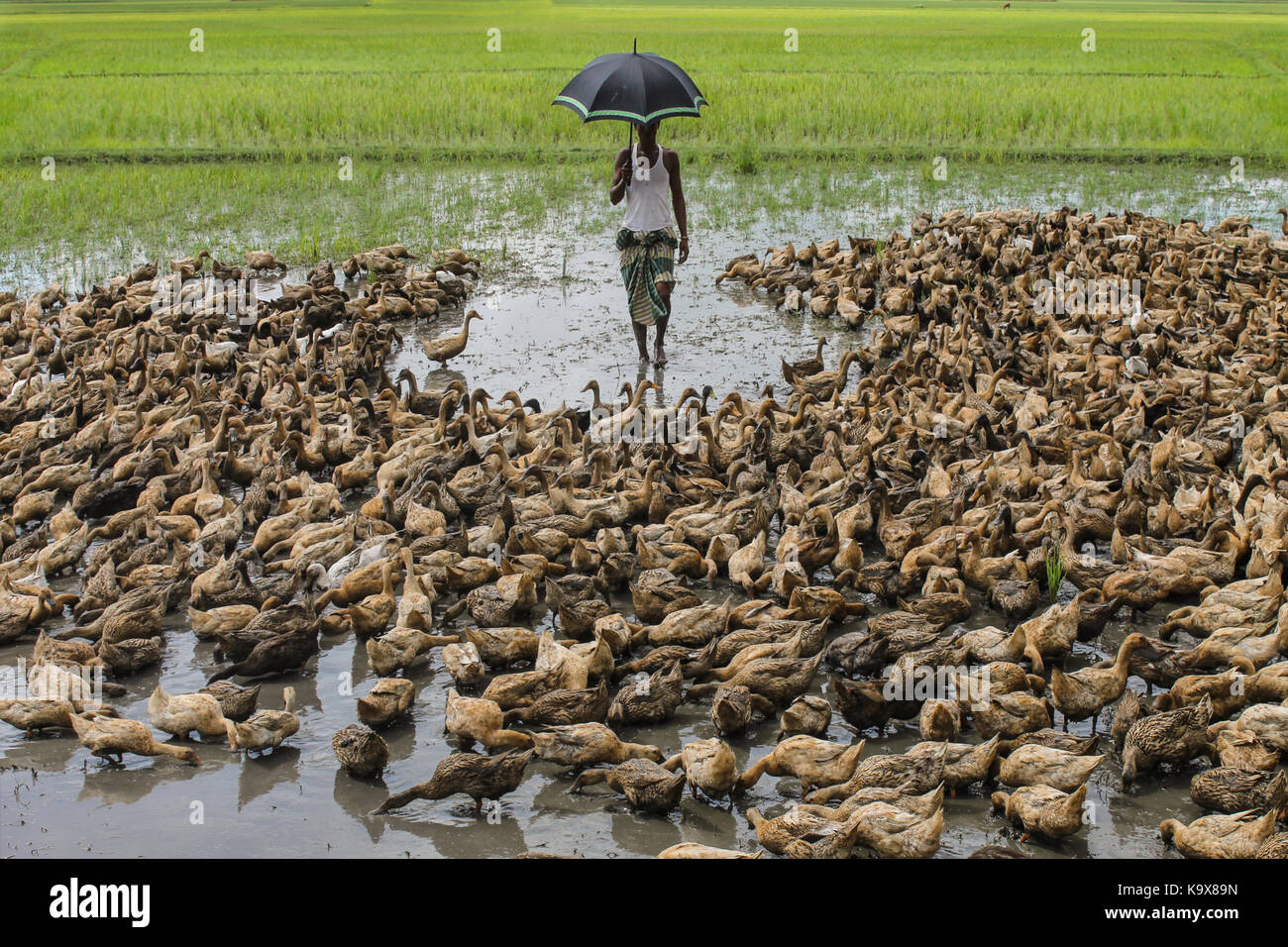 Duck Man Stock Photo