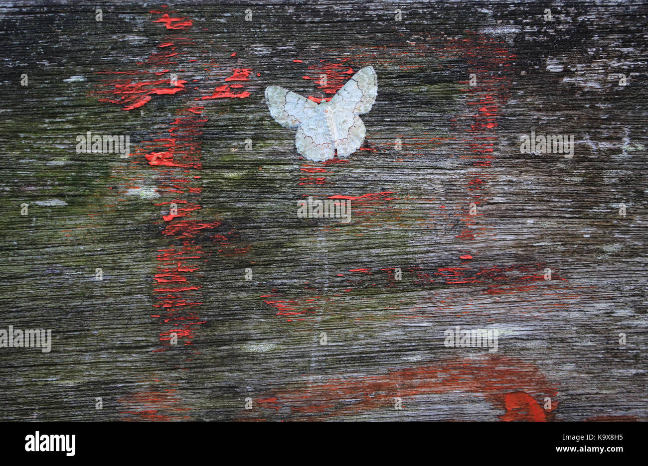 white moth stay on the old wood Stock Photo - Alamy