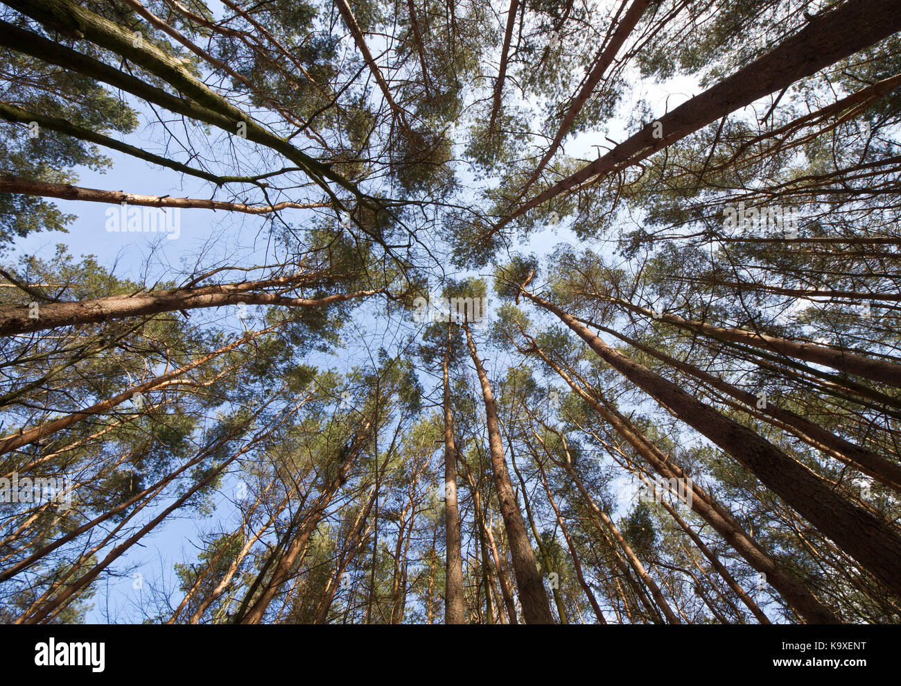 Pine trees in the forest with blue sky Stock Photo - Alamy