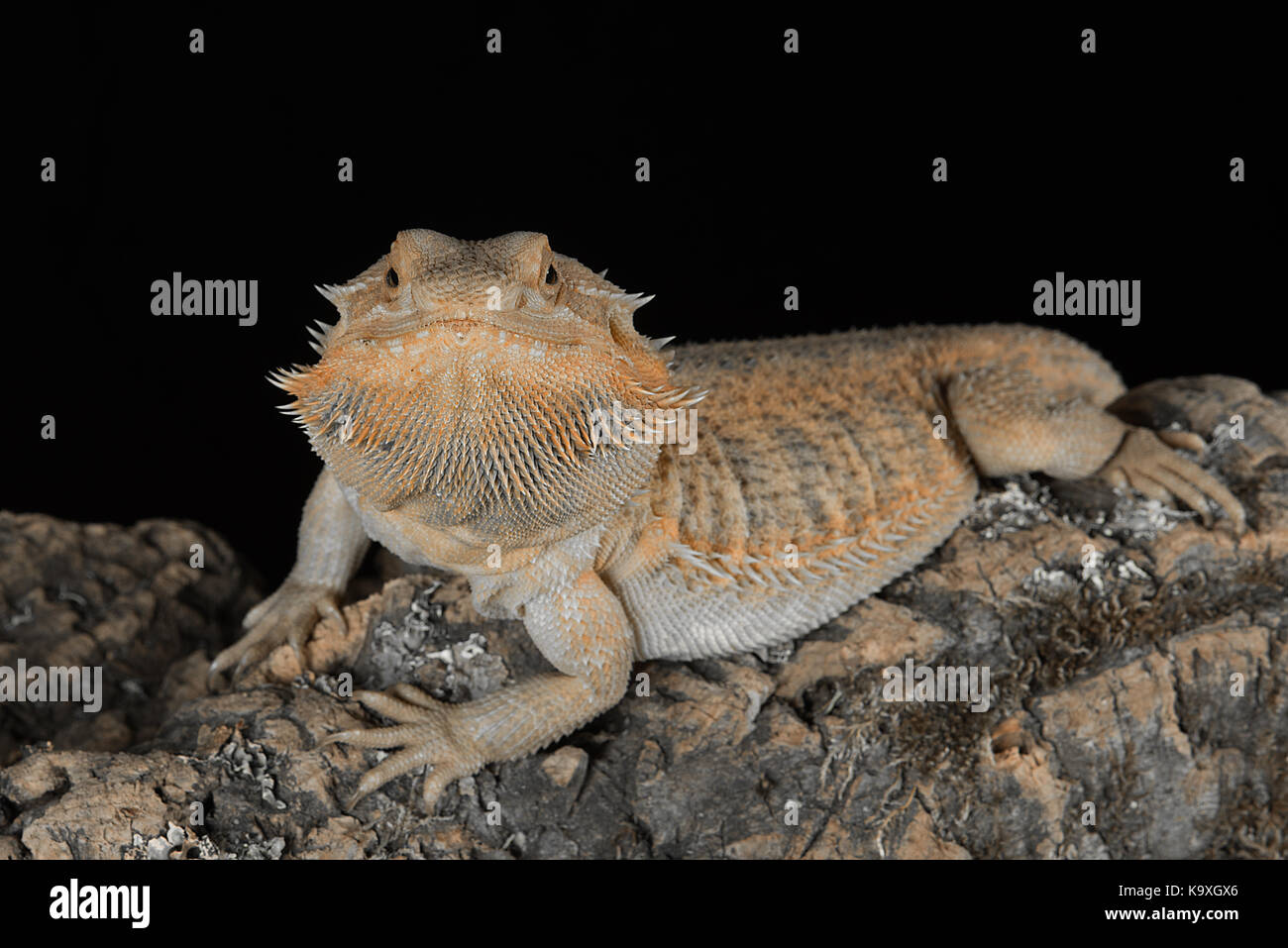 Close up portrait of a bearded dragon looking forward and staring at the camera on a black background Stock Photo