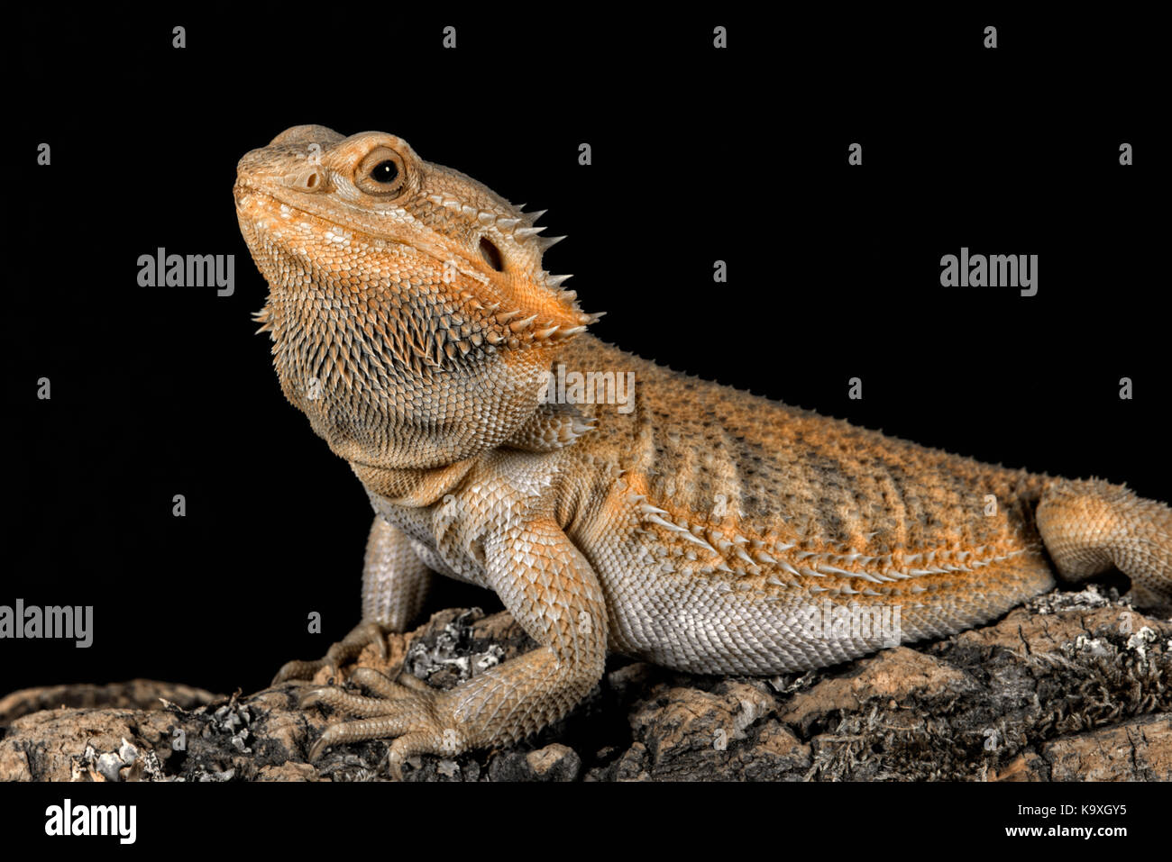Three quarter profile portrait of a bearded dragon on a log looking to the left set against a black background Stock Photo