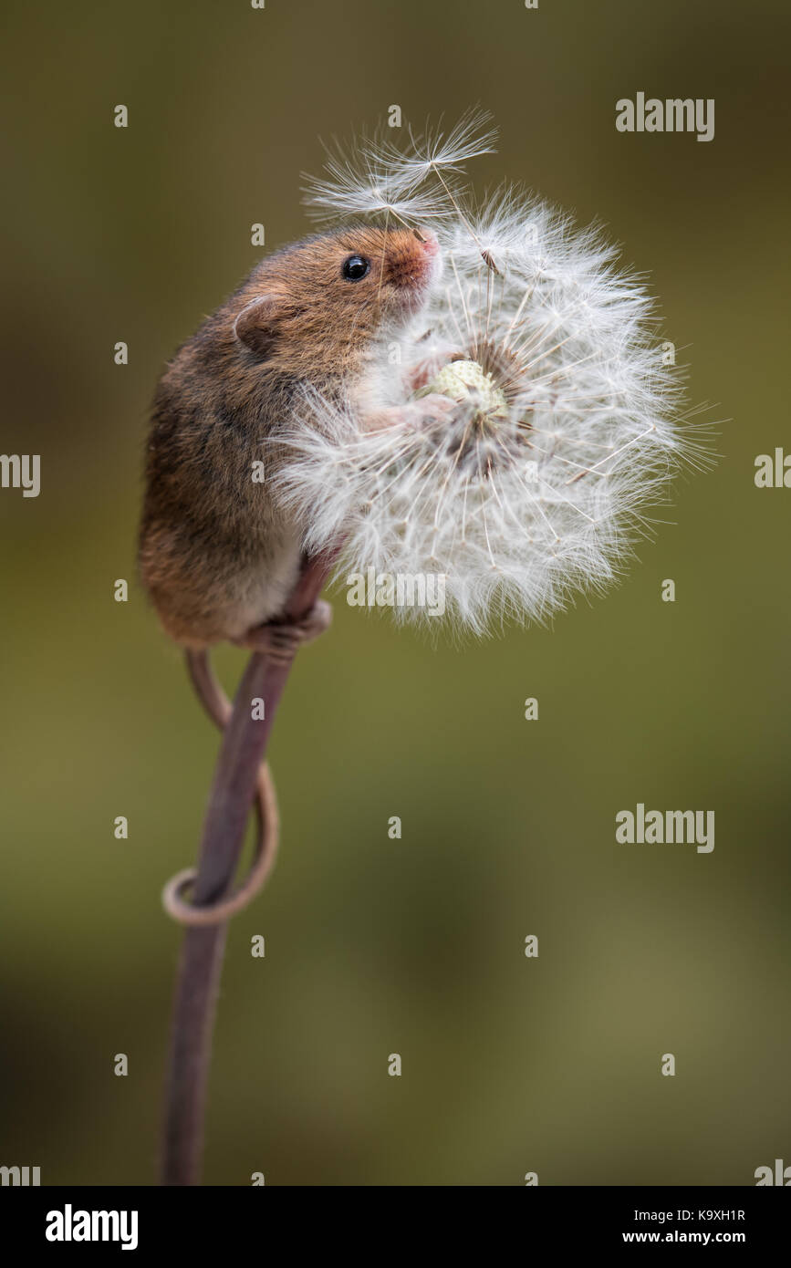 A full length portrait of a harvest mouse climbing up a dandelion clock with tail wrapped around the stem Stock Photo