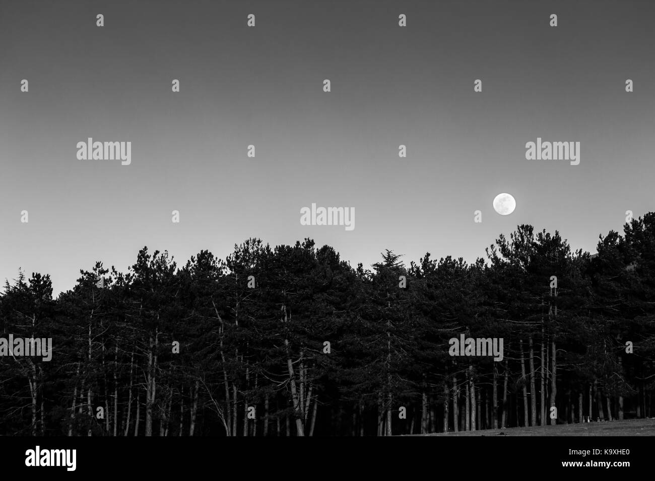 Moon rising up behind some trees in a forest Stock Photo