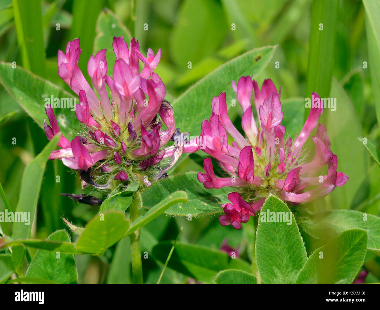 Red Clover Trifolium pratense Two Pink grassland flower Stock Photo