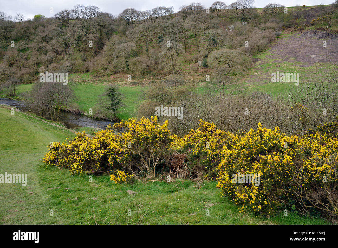 Common Gorse - Ulex europaeus Bushes in flower by River Barle on Exmoor Stock Photo