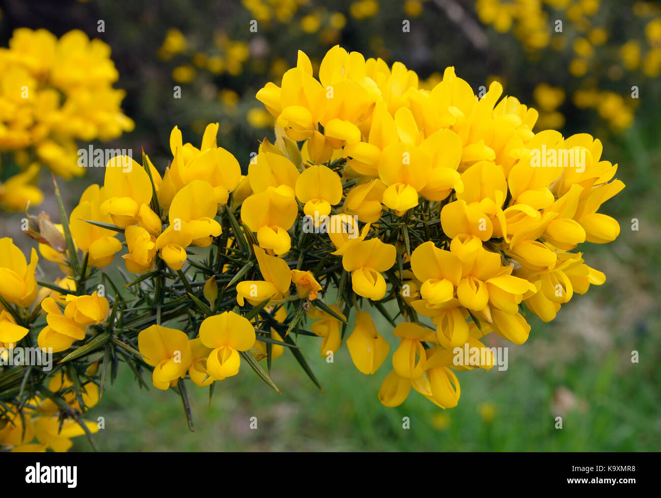 Common Gorse - Ulex europaeus  Spiny Yellow Shrub Stock Photo