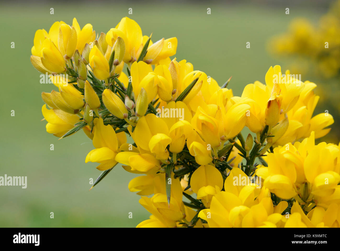 Common Gorse - Ulex europaeus  Spiny Yellow Shrub Stock Photo