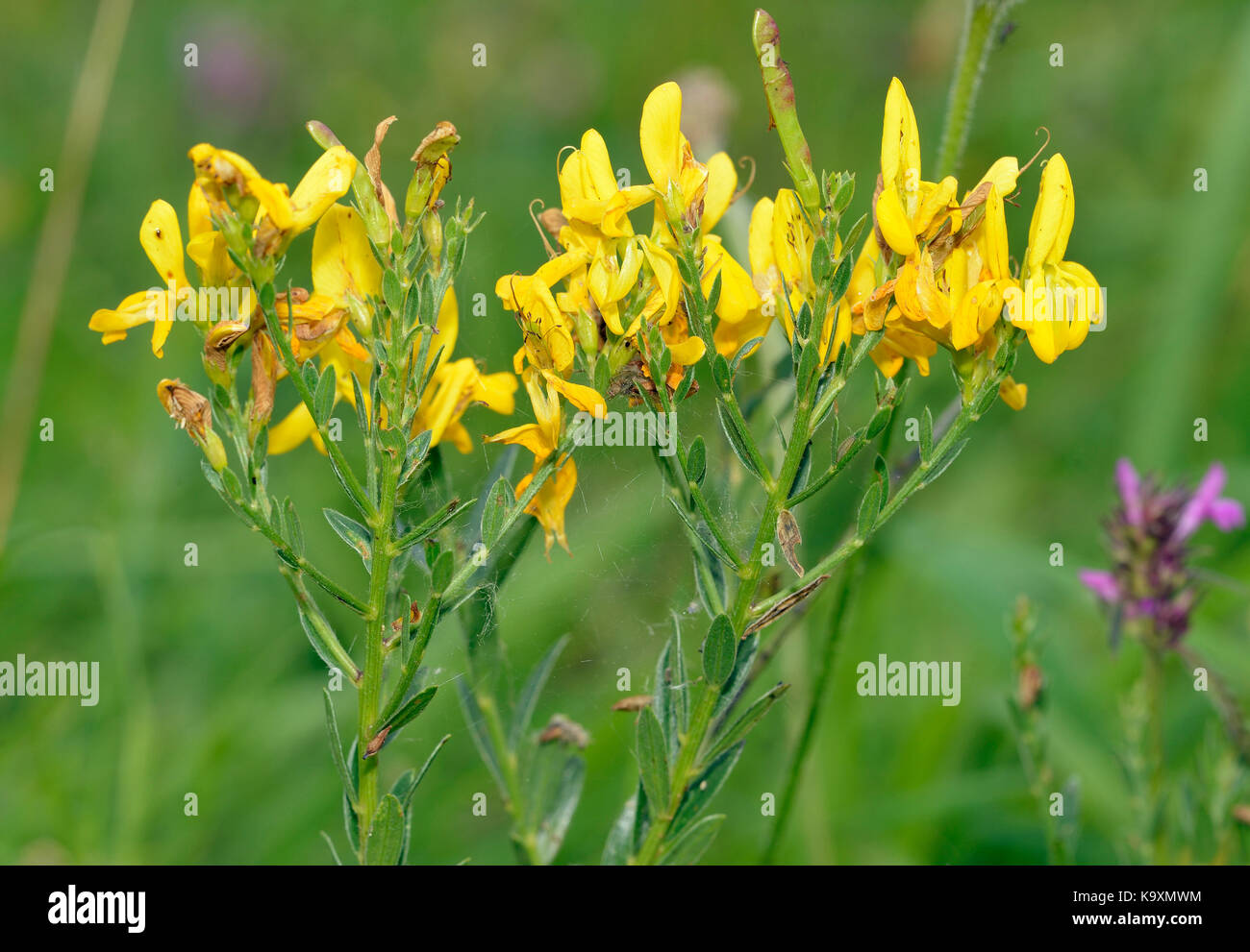 Dyers Greenweed - Genista tinctoria  Once used for making green dye Stock Photo