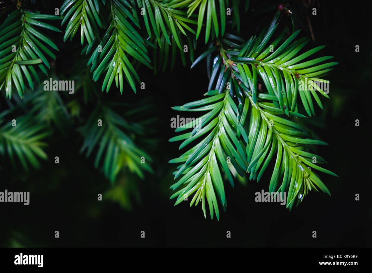 Close-up of green pine tree leaves on black background Stock Photo - Alamy