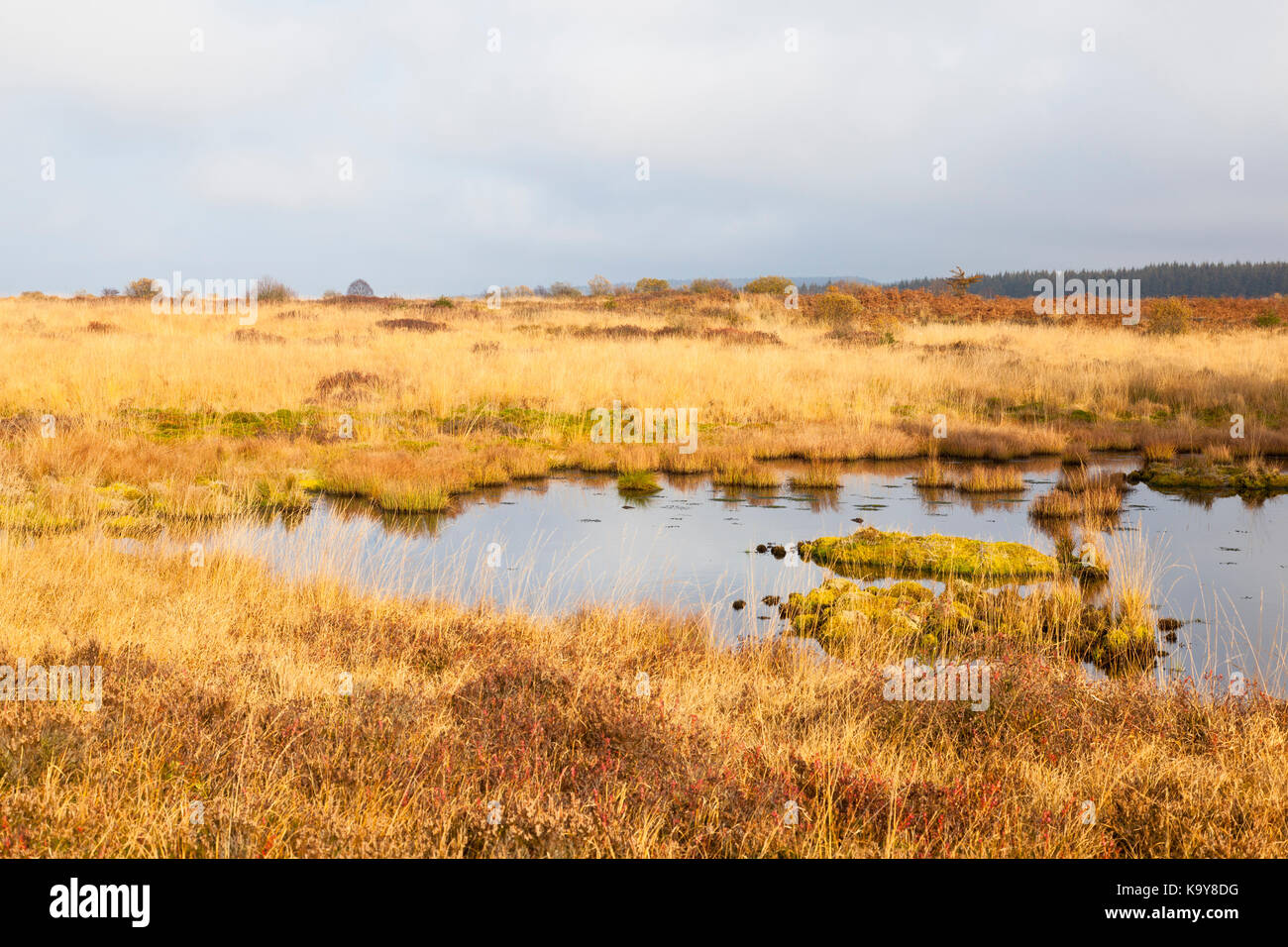 The Brackvenn in the High Fens (Hohes Venn, Hautes Fagnes) in eastern